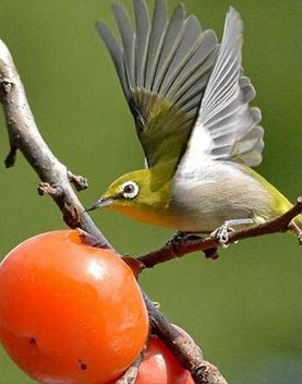 A white-eye bird pecking a ripe persimmon