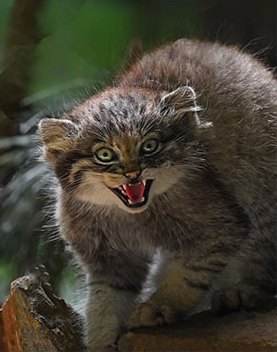 A hissing wild cat
