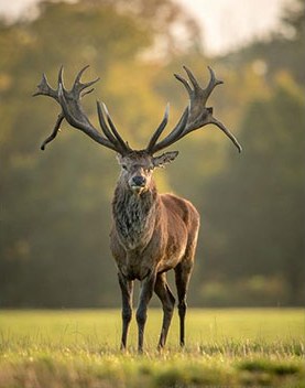 A red deer stag standing in a meadow
