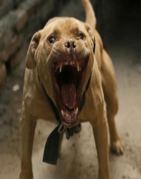 A barking dog