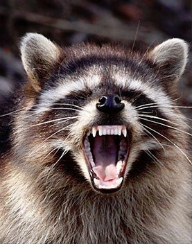 A raccoon baring its teeth