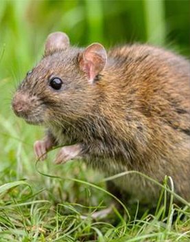 A brown rat in the grass
